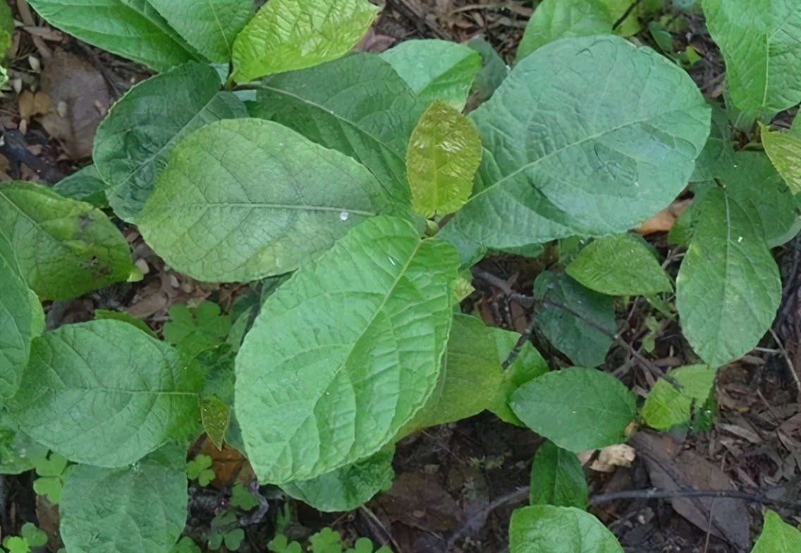 农村山上有美味的野果成熟,春天爬山找小时候吃的野果