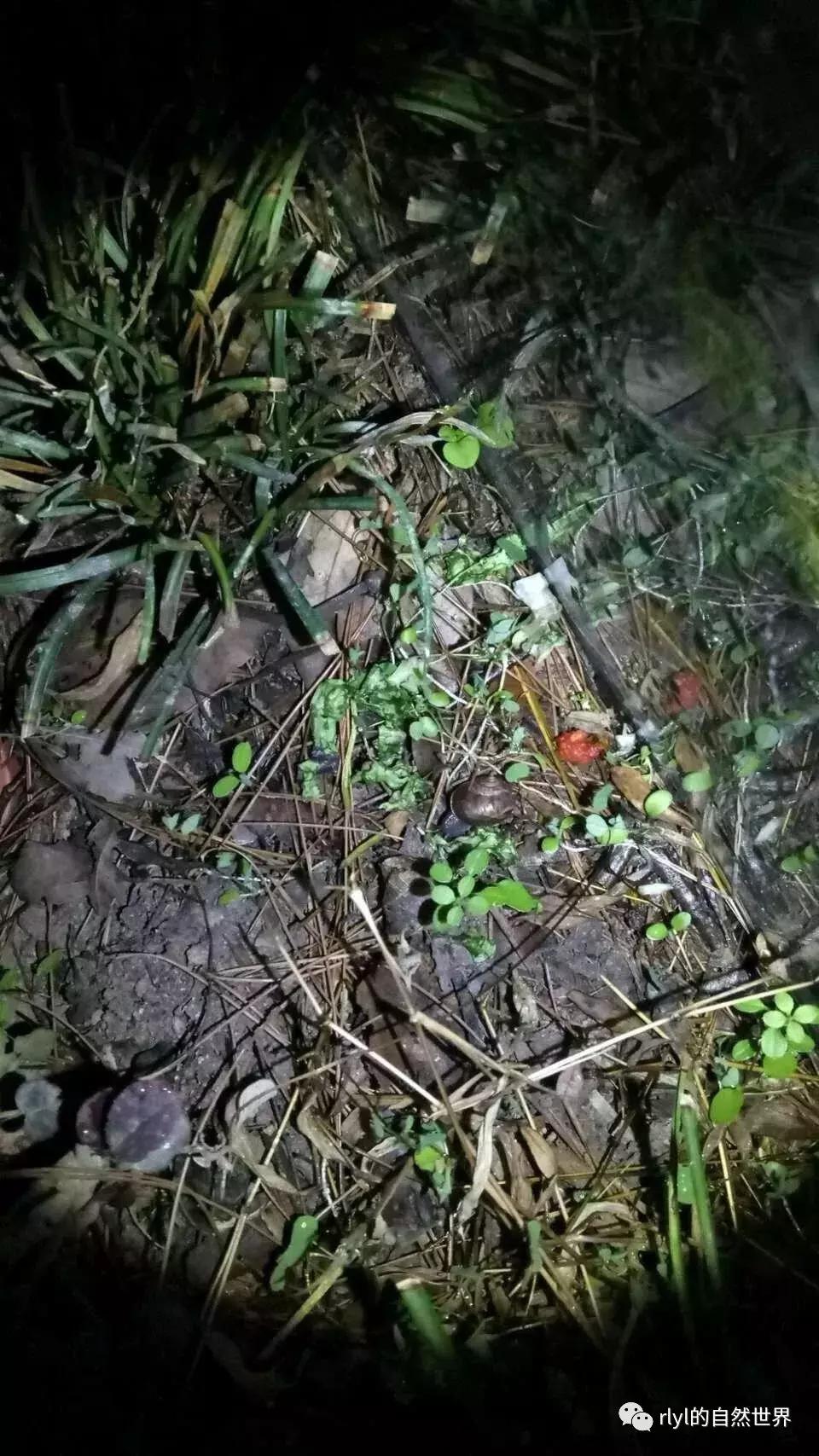 黄缘龟多大可以进环境造景,黄缘龟造景用陶粒还是火山石