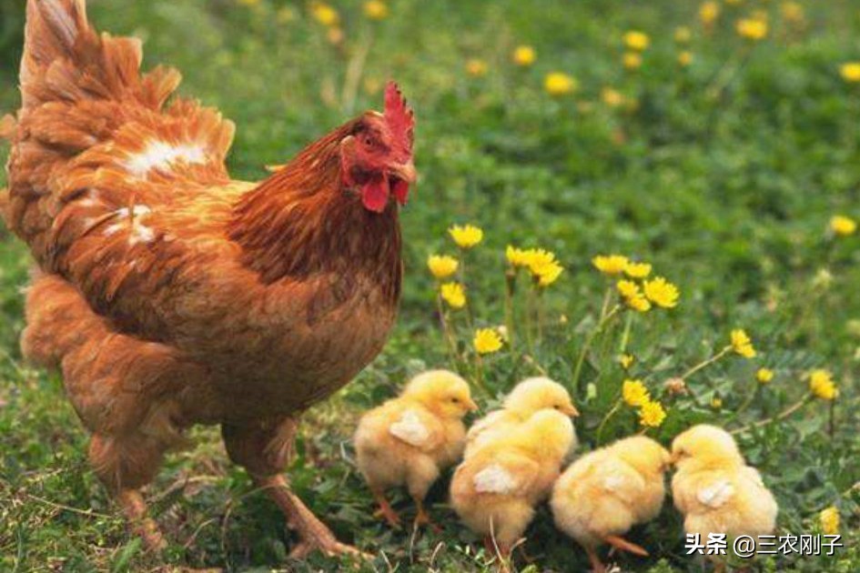 土鸡市场销售模式,养土鸡电商怎么卖