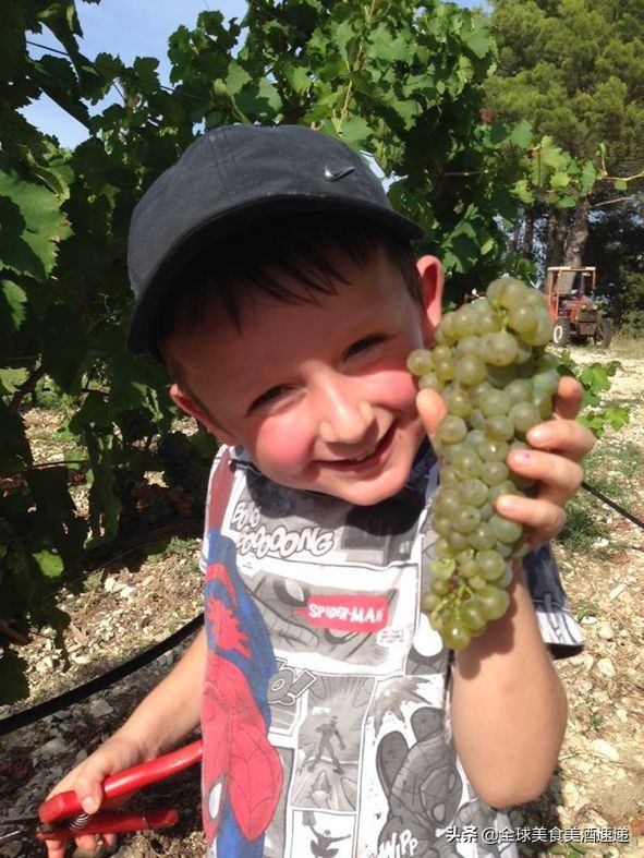 法国葡萄园工人收入,在法国葡萄酒厂打工赚钱吗