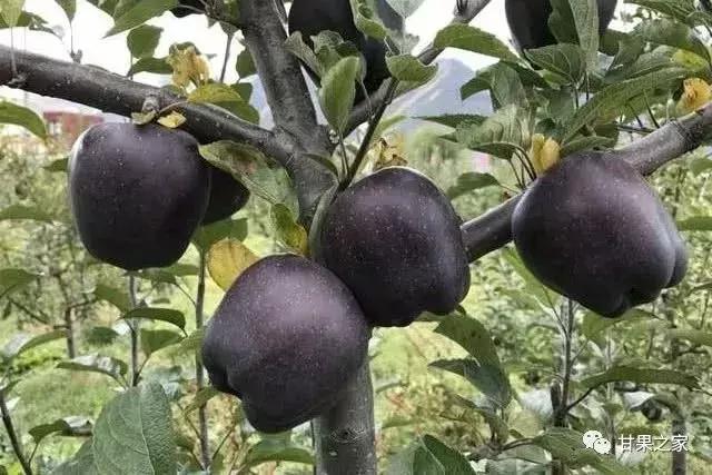 最常见的苹果5个品种,各种类型苹果