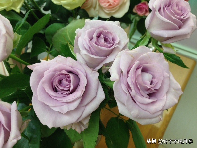 大花浓香四季开花的月季有哪些,黑紫色的月季花有哪些