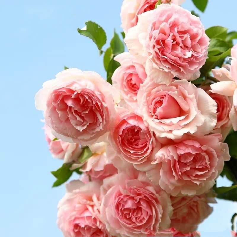 普通话幽默搞笑顺口溜,搞笑顺口溜押韵四川话短句