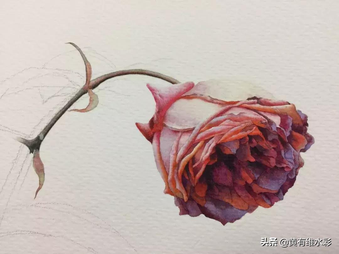 33朵玫瑰制作全过程,英伦花教程