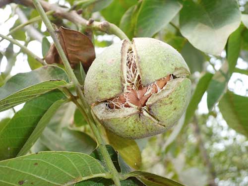 核桃树的植物学特征,核桃树的果实形状及颜色