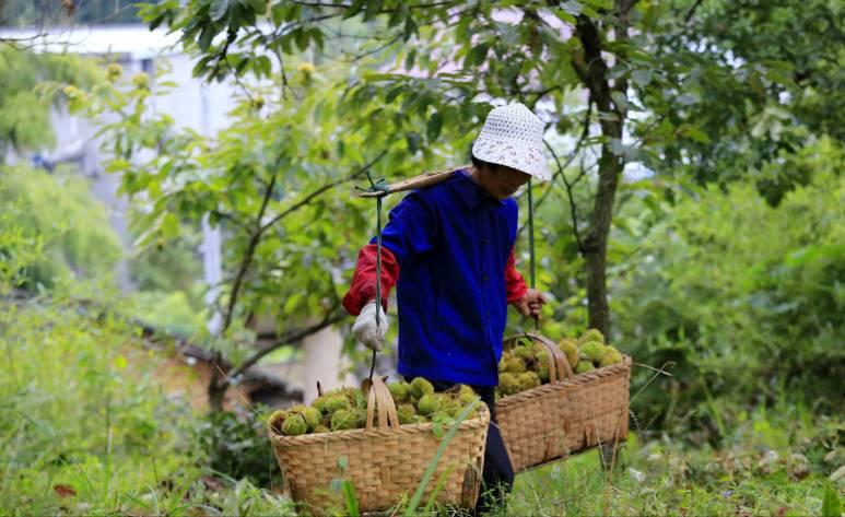 綦振森本是个清洁工，却转行卖起了糖炒栗子，销售额突破四千万