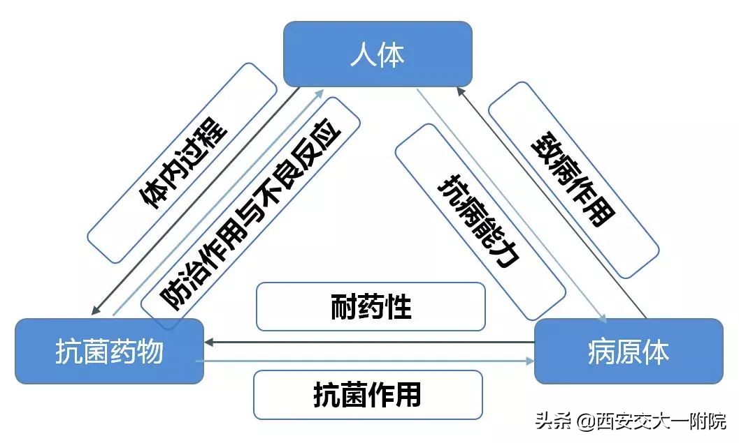 临床药师培训抗菌药物,临床药师的合理用药宣教