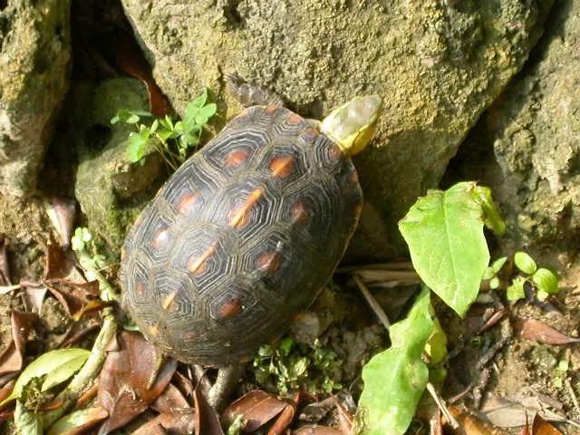 两种国龟的悲歌——古时的山泽常客到现今的附录稀客