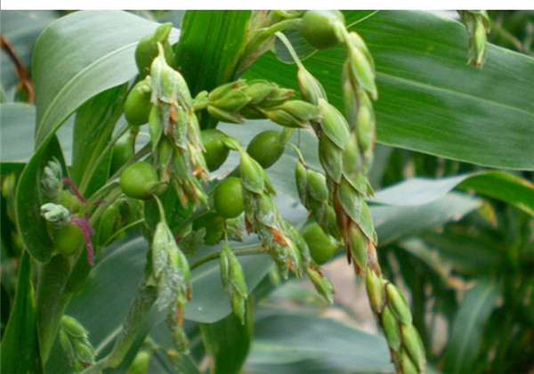 薏苡仁种植技术与栽培管理,薏苡种植的图片