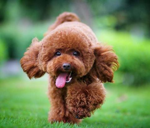 新手训泰迪狗出门大小便全套教程,一个月的泰迪狗怎么养基础知识