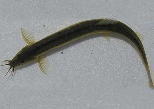 宜昌泥鳅养殖前景,华农园青蛙泥鳅养殖