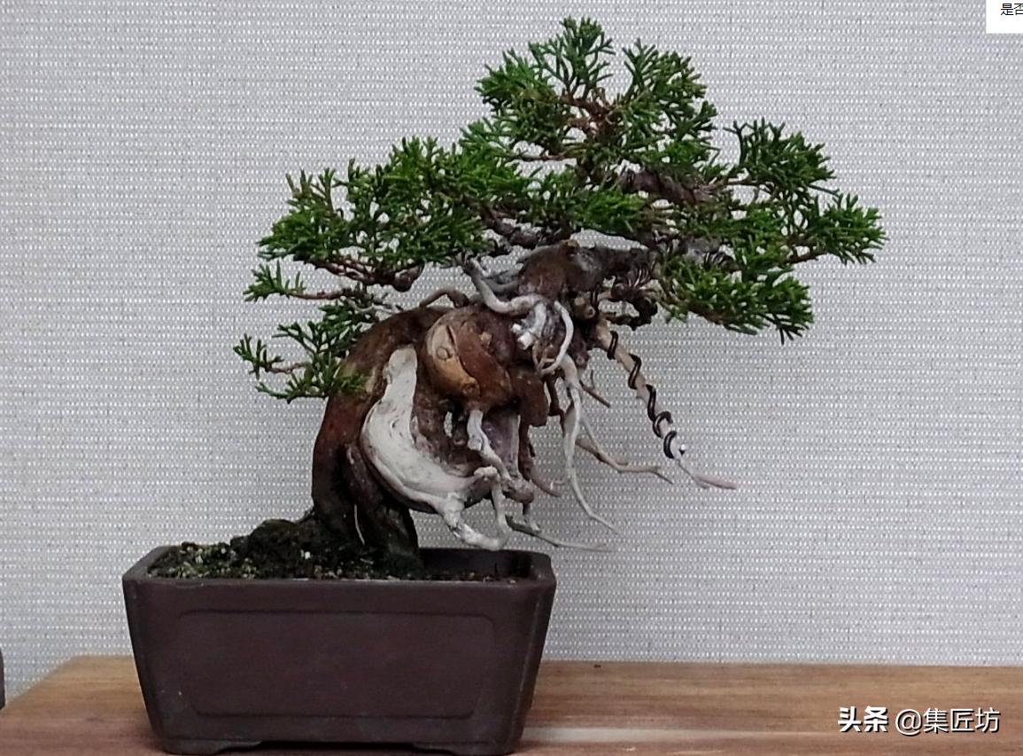 真柏舍利盆景制作图片,真柏舍利盆景造型图片