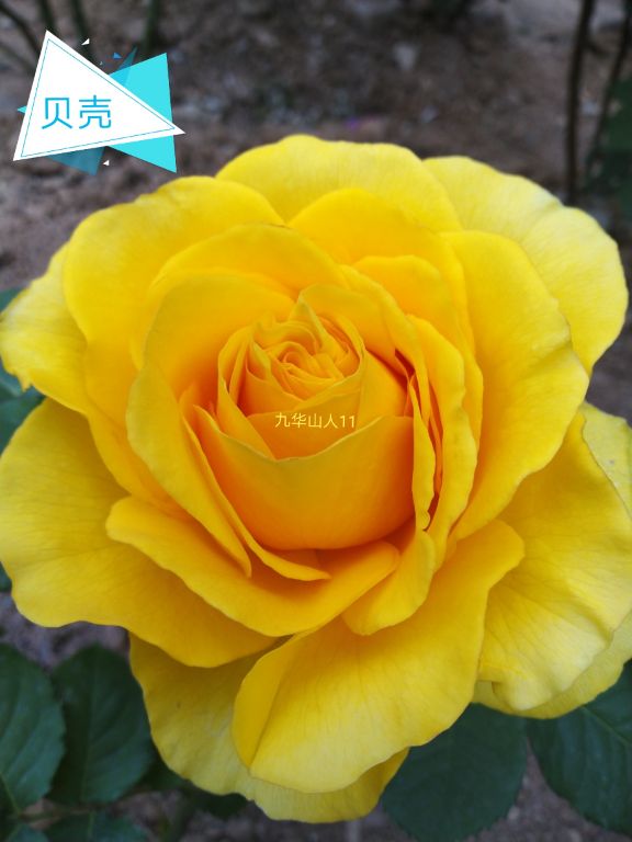 切花火焰月季,适合新手的切花月季