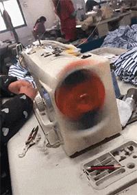 这只鹦鹉一直以为他是一只猴,所以每天都在重复做这个动作