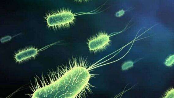 硝化细菌怎么培养视频教程,硝化细菌培养及驯化