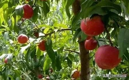 「古陉农事」上品油桃防口厚道