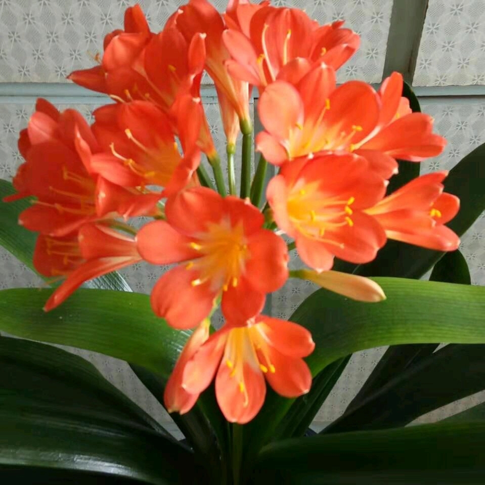 君子兰发根用什么方法最快最好,君子兰用什么发根最快