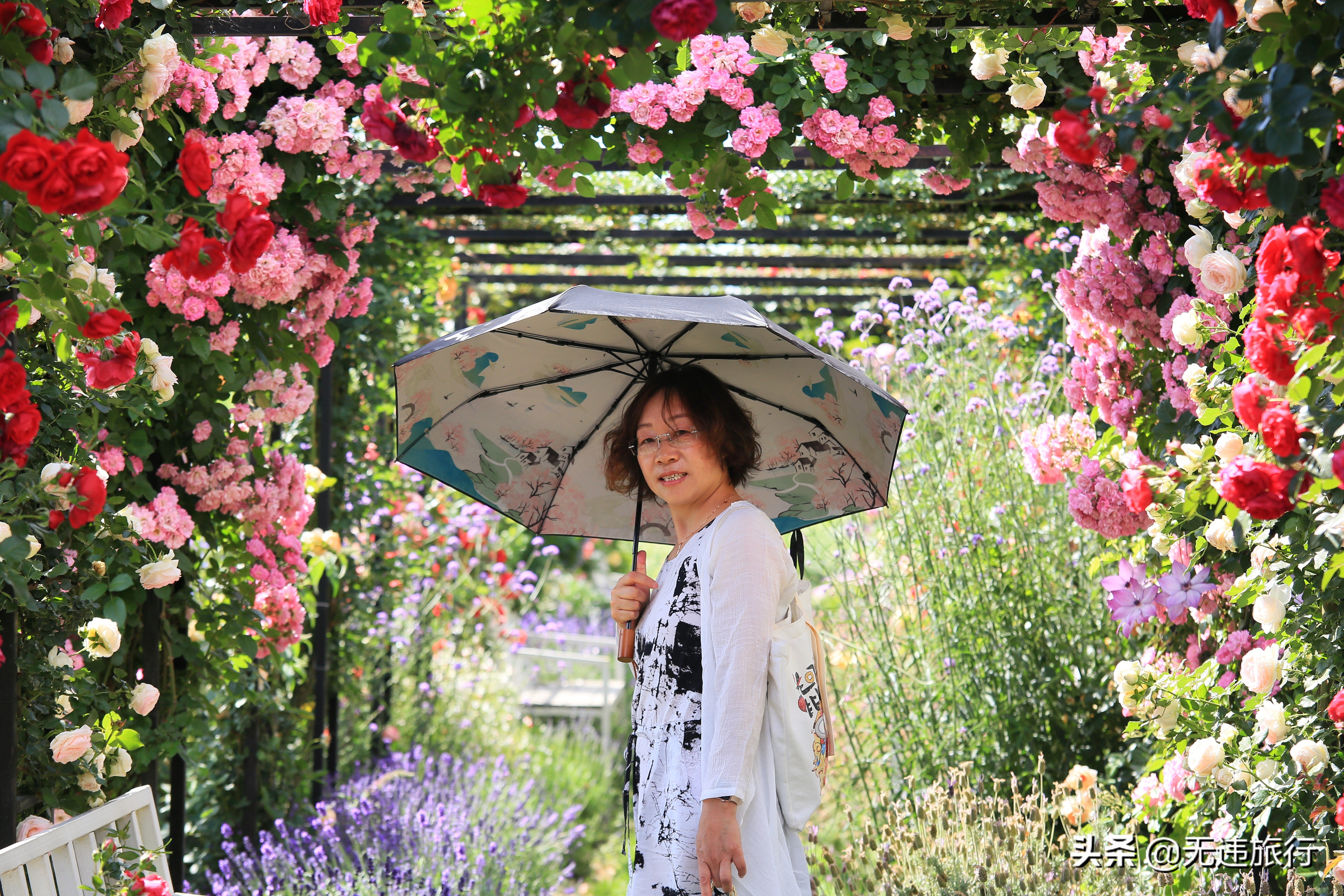 大理网红打卡地草场,大理网红打卡地猫米花园