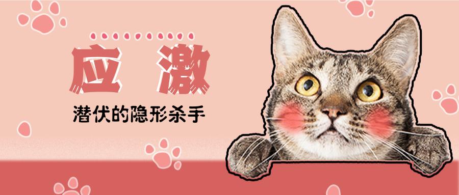 共享猫咪,共享猫咪有哪些项目