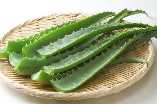 用新鲜芦荟可以护肤吗,用新鲜的芦荟擦脸真的祛斑吗