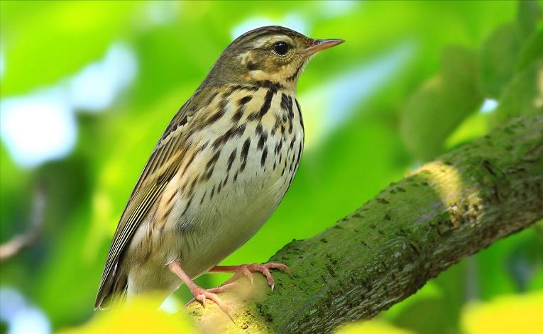 东江揽胜,惠州淡水常见鸟类图谱