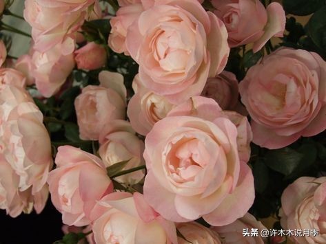 推荐一下多头月季花,100种月季品种大全