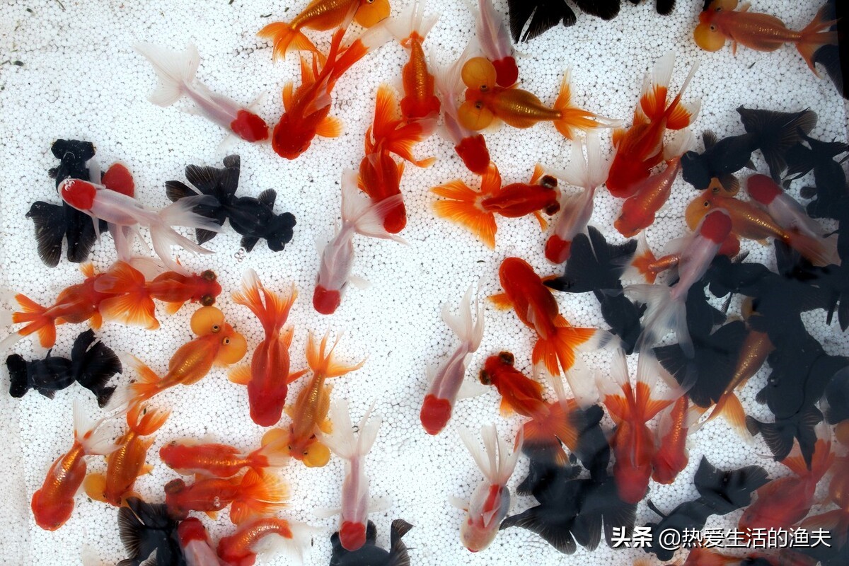 刚孵化出来的金鱼苗多久能喂食,金鱼鱼苗养几个月才能开过滤