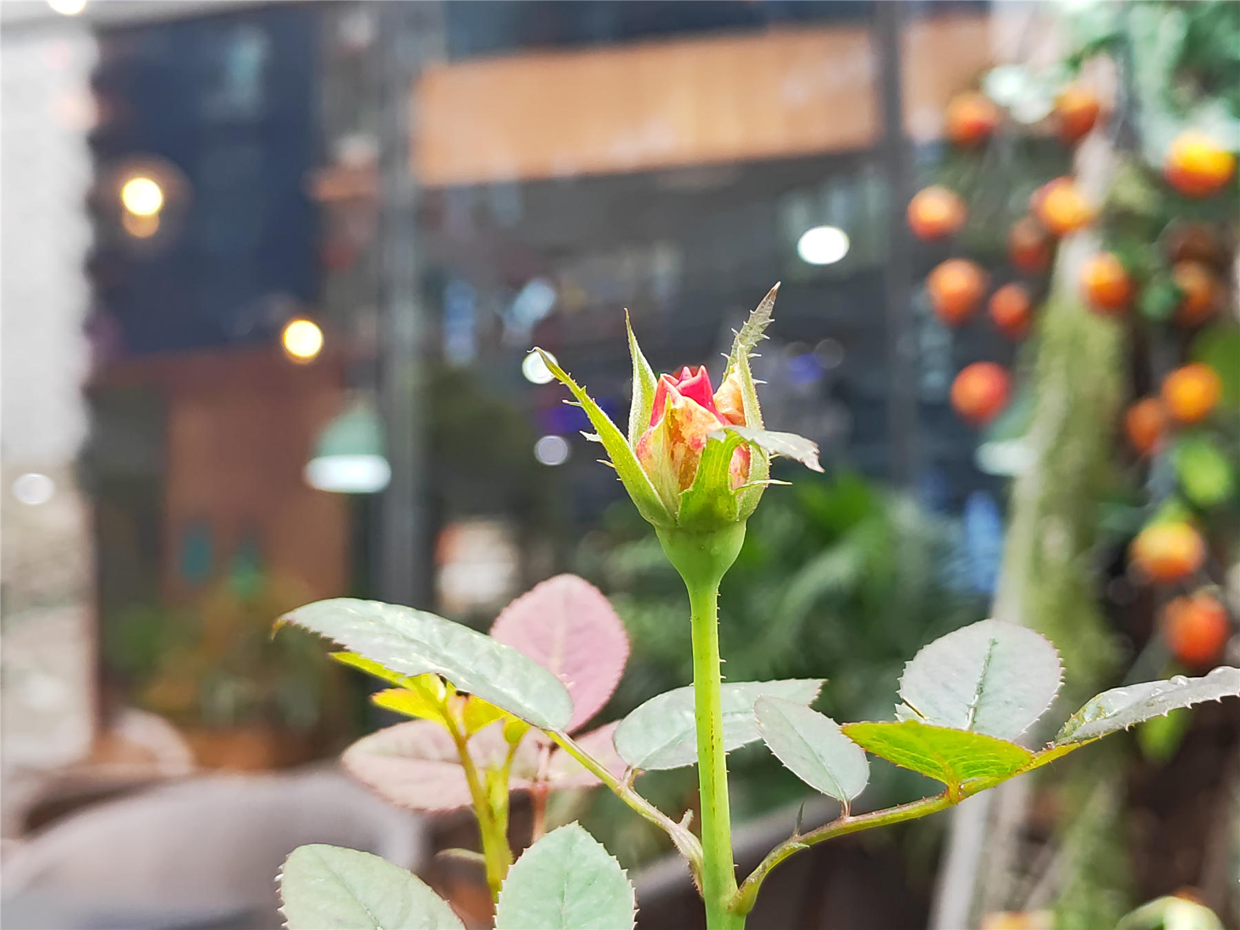 荣耀magic3pro变焦拍摄视频,荣耀magic3pro100倍变焦