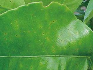 柑橘沙皮病最佳治疗,柑橘沙皮病能治好吗