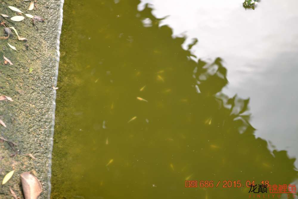 锦鲤苗成长,日本锦鲤水花苗成长