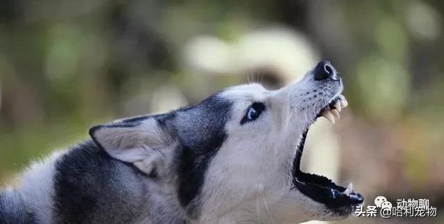 哈士奇完全不听话,哈士奇用最狠的表情干最怂的事