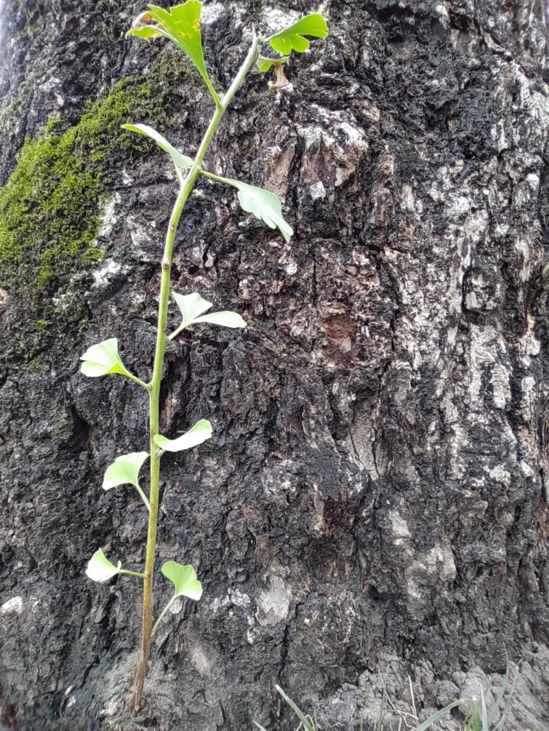 美呆~金牛又一小学校，改扩建完成！