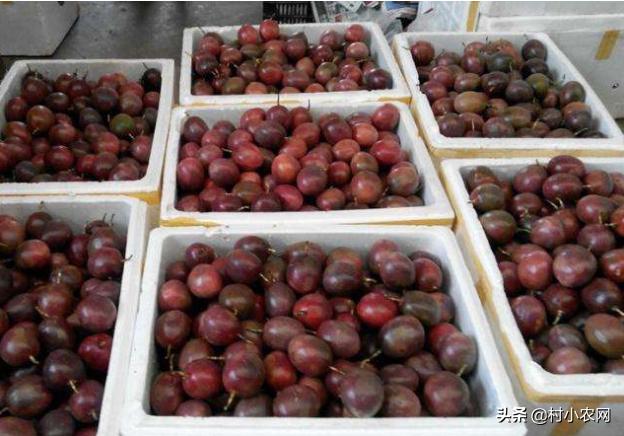 农村开山种什么最赚钱,农村种植什么最赚钱年入十几万