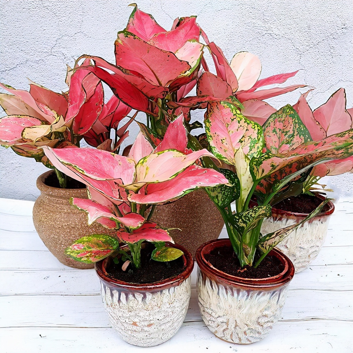 人养花一时养人一生,人养花同时花也养人