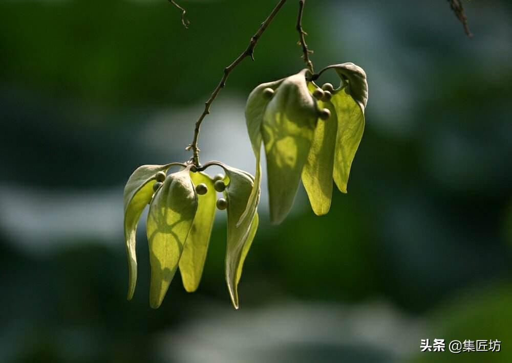 凤栖梧桐的真正意义,凤凰梧桐是哪种梧桐