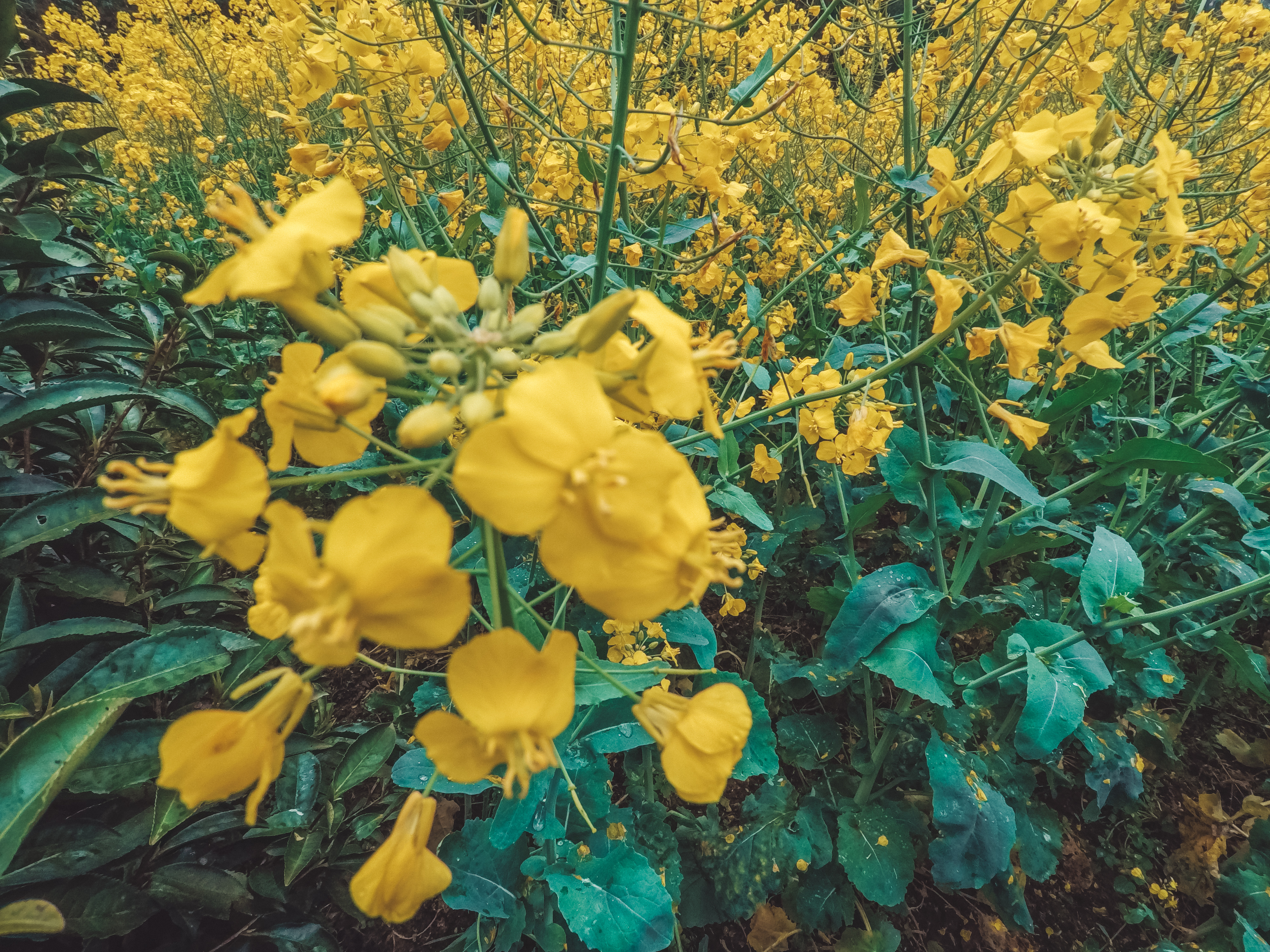 绿水青山的垦殖场