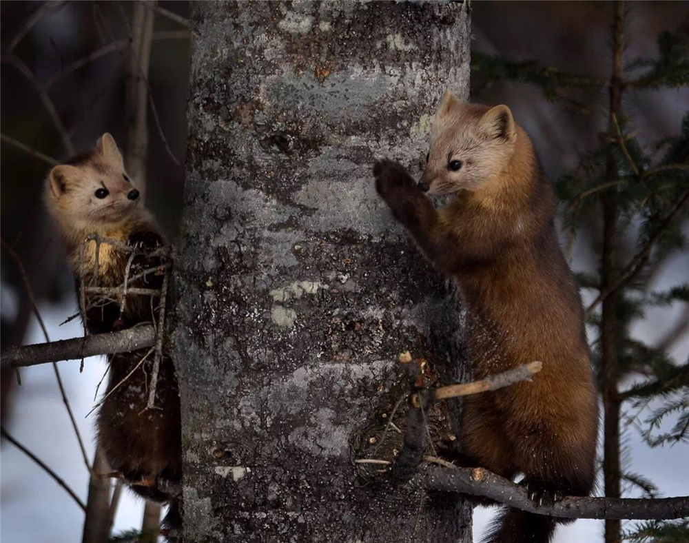 萌化延边发现珍稀紫貂,罕见紫貂现身长白山