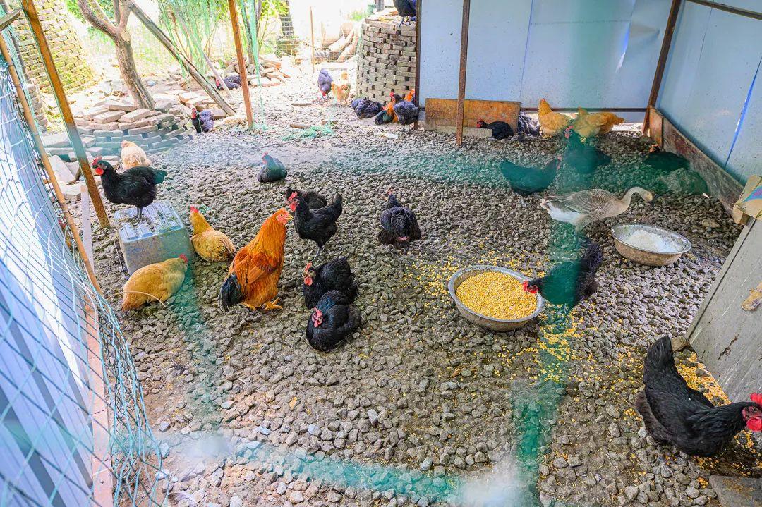 隐藏在顺德的一家园林私房菜,佛山中式园林私房菜