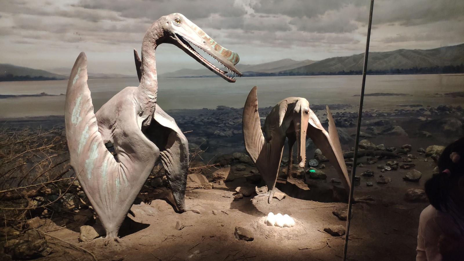 海洋博物馆带孩子游玩攻略,国家海洋博物馆最全攻略来了