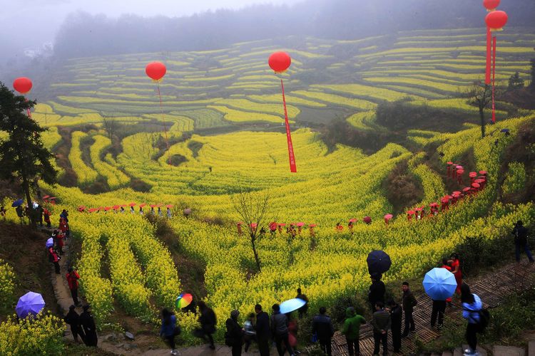 徽州百工喜迎8月向日葵摄影采风，歙县人民欢迎您