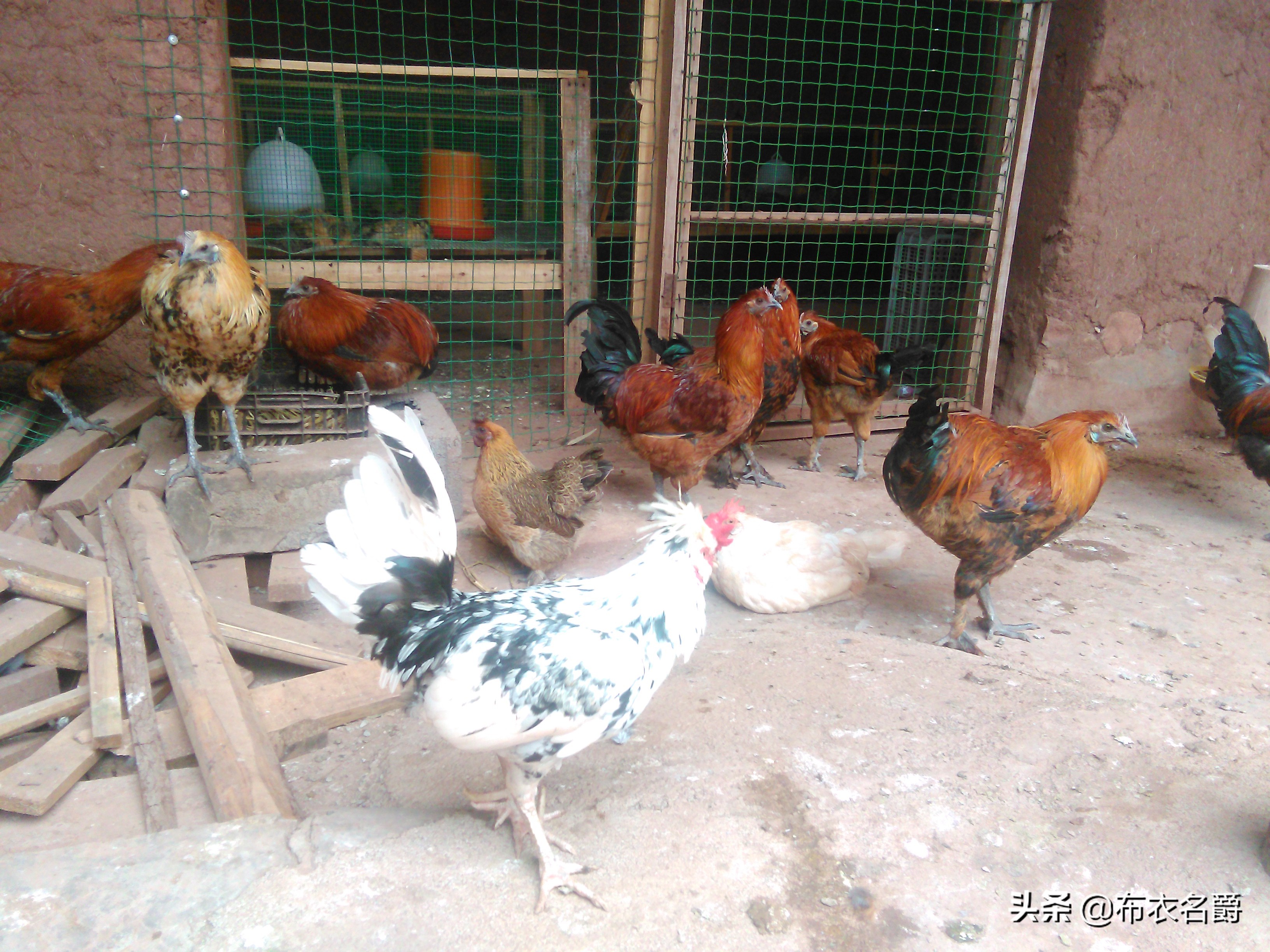 兽医牛病实用手册,犊牛腹泻体虚治疗方法