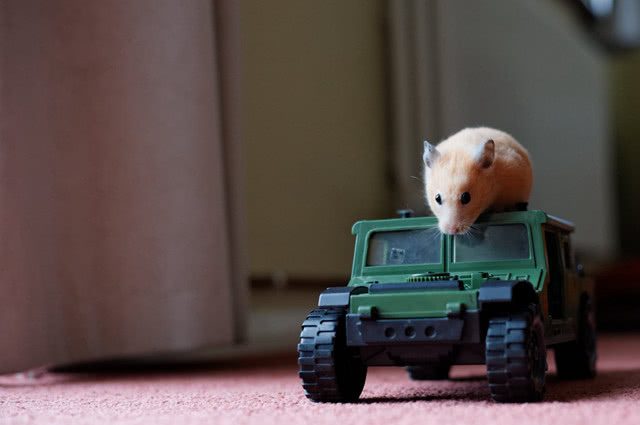 养仓鼠的四大误区是什么,仓鼠普及的知识