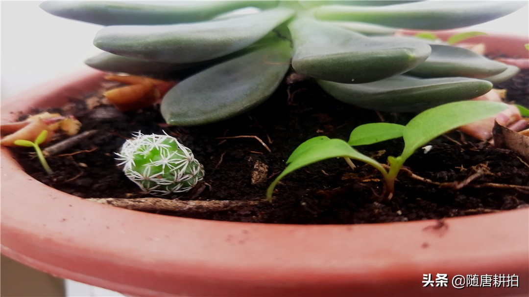 银毛球怎么繁殖,银毛球怎么养护