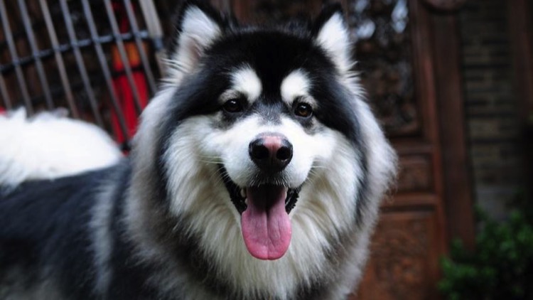 狗狗长小疙瘩,狗狗长皮肤病还会长出新毛吗