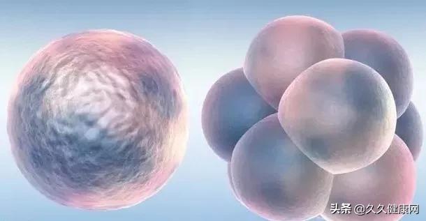 胚胎移植成功后有哪些注意事项,胚胎移植后的常见症状是什么