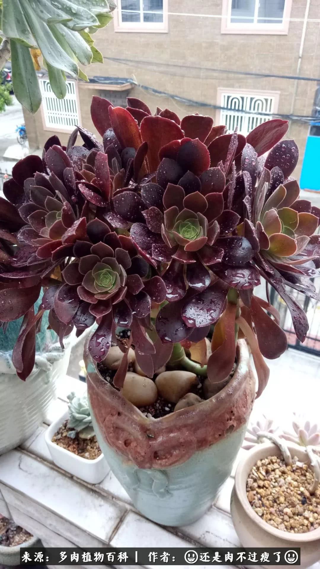 日照弘一法师,日照法师请师父