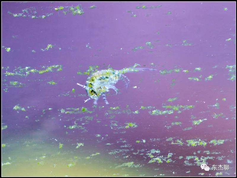 硬骨虫害,硬骨扁虫怎么消灭