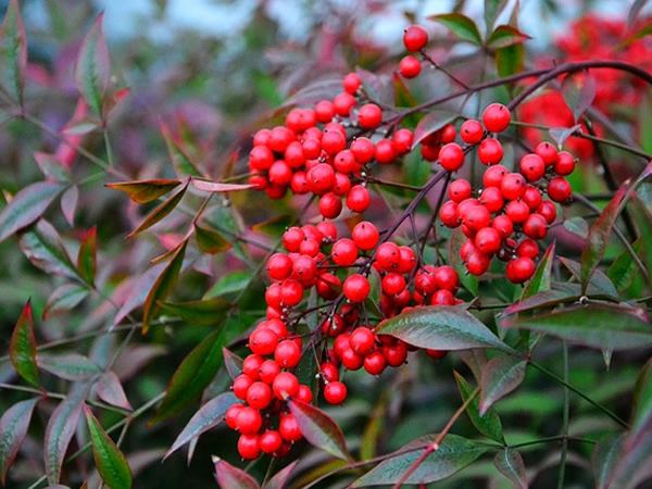 13种有毒的盆栽花卉有哪些,十种有毒的花卉有哪些