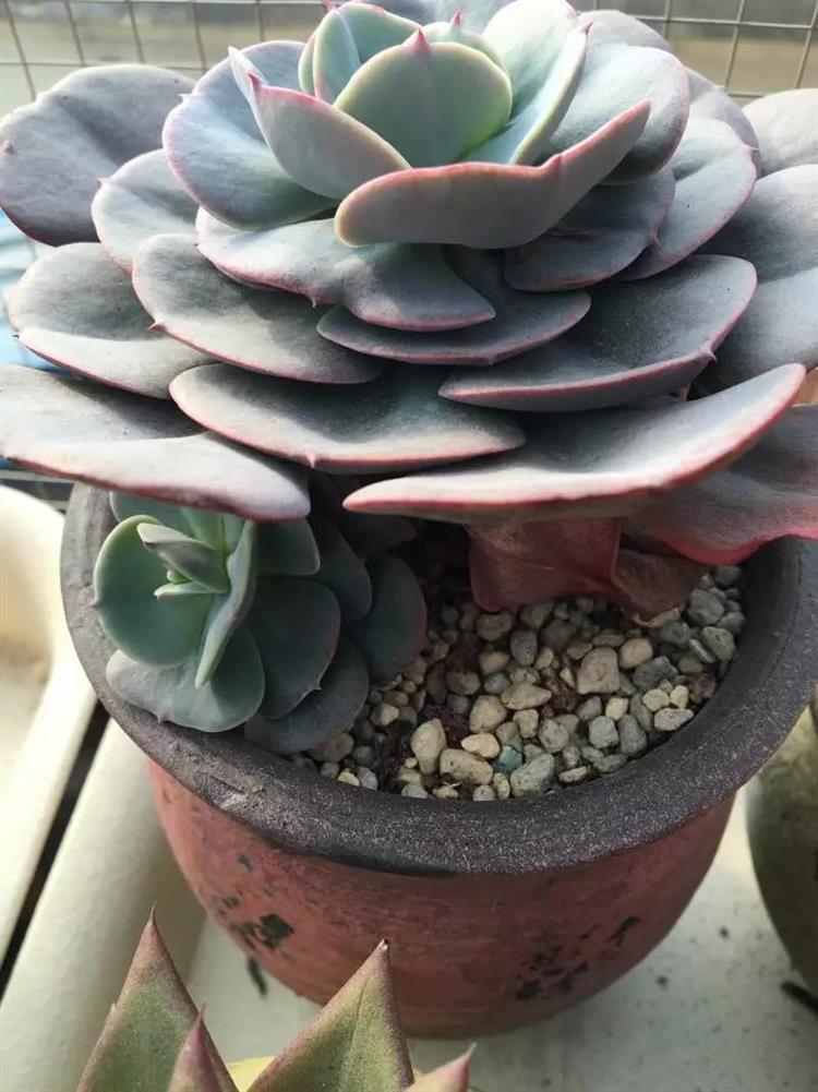 适合天台露台养的多肉,天台养多肉