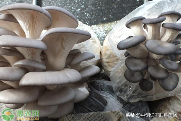 蘑菇菌包覆土栽培高产吗,蘑菇高产配方